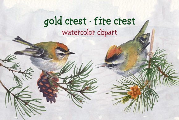 Download Gold Crest Fire Crest Watercolor Set - Gold Collection
